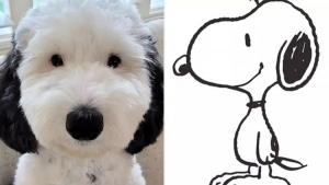 Illustration : "Reconnue comme le sosie parfait de l’incontournable Snoopy, cette Sheepadoodle est suivie par des milliers d’internautes"