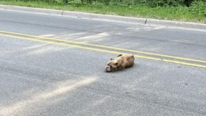 Illustration : "Retrouvée affamée au milieu d’une route fréquentée, une chienne abandonnée entrevoit enfin une lueur d’espoir grâce à de bons samaritains"