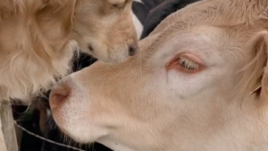 Illustration : "La joie touchante d’un chien retrouvant sa meilleure amie vache après une longue séparation (vidéo) "