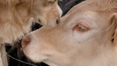 Illustration : "La joie touchante d’un chien retrouvant sa meilleure amie vache après une longue séparation (vidéo) "