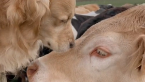 Illustration : "La joie touchante d’un chien retrouvant sa meilleure amie vache après une longue séparation (vidéo) "