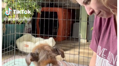 Illustration : "Très émue par la confiance que lui accorde son chien, une femme partage sur TikTok la réussite de cet animal au lourd passé (vidéo)"