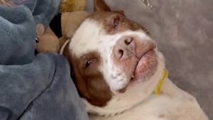 Illustration : "De chienne de laboratoire à chienne de canapé : Nutmeg découvre les bonheurs et les joies du quotidien (vidéo)"