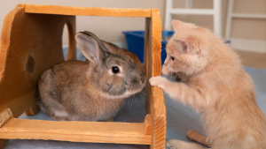 Illustration : "Grâce à ses amis lapins, un chaton malade apprend à utiliser ses pattes arrière"