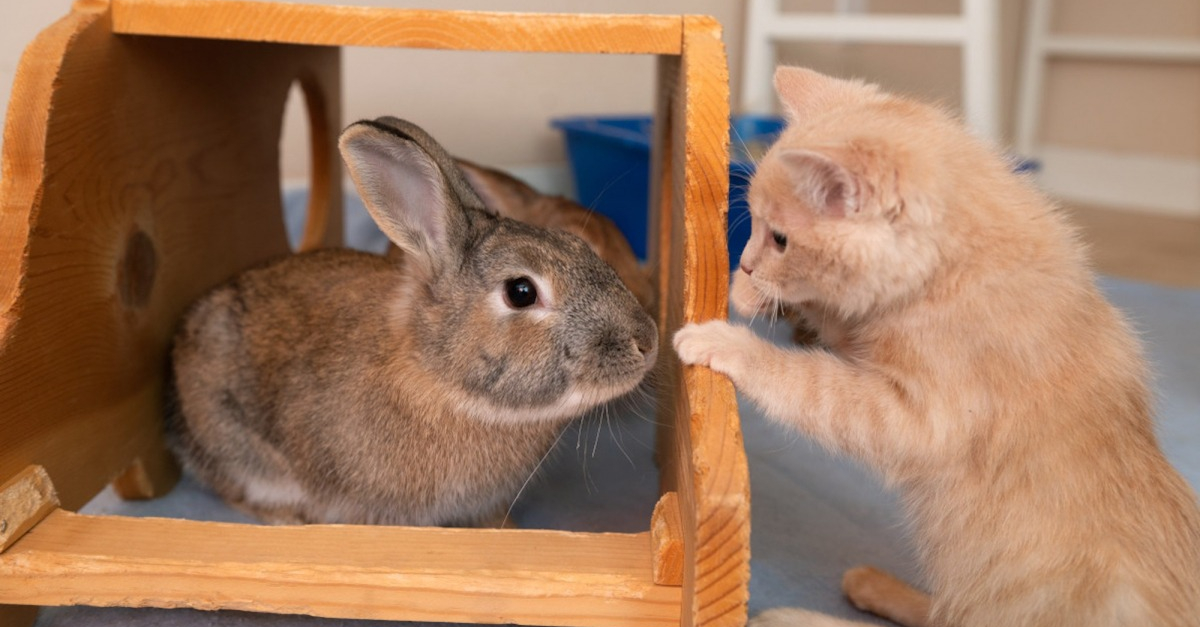 Grâce à ses amis lapins, un chaton malade apprend à utiliser ses pattes arrière