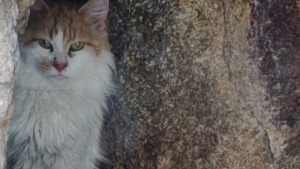 Illustration : "La rencontre d’un chat abandonné lors d’une randonnée bouleverse la vie d’un jeune homme (vidéo)"