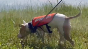 Illustration : "Constatant qu’il était en train de dépérir au refuge, des bénévoles prennent l’initiative d’emmener un chien au parc et illuminent sa vie (vidéo)"