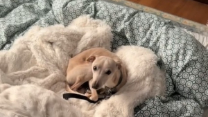 Illustration : "Pour réduire l’anxiété de son chien, une famille attentionnée a opté pour une stratégie étonnante (vidéo)"