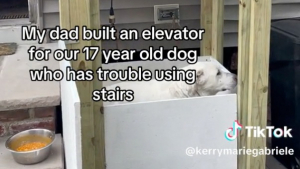 Illustration : "Pour aider une chienne âgée à descendre les escaliers, son grand-père lui fabrique un ascenseur (vidéo)"
