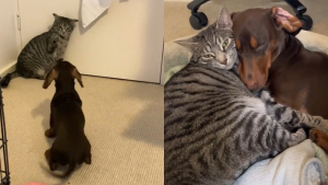 Illustration : "Un chat accepte progressivement la présence du nouveau chien de la maison (vidéo) "