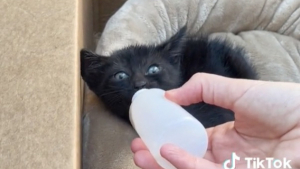 Illustration : "Abandonné sur une autoroute fréquentée, un petit chaton reçoit l’aide providentielle d’un homme héroïque (vidéo)"