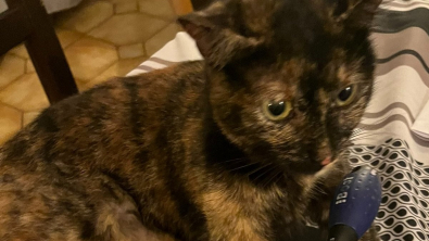 Illustration : Les propriétaires d’un chat le retrouvent avec effroi, la patte prise au piège dans un dispositif illégal