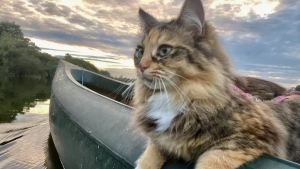 Illustration : "Faites connaissance avec Tilly, une chatte aventurière qui adore accompagner sa maîtresse en canoë"