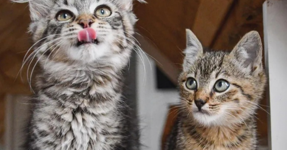 2 chatons orphelins se soutiennent mutuellement dans les mauvais comme dans les bons moments