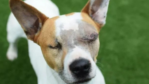 Illustration : "Après la perte de ses deux yeux, ce chien retrouvé dans la rue a dû batailler pour appréhender son nouveau quotidien"