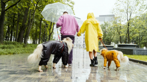 Illustration : "Toutou Mon Amour, l'événement de rencontre convivial à Strasbourg pour les célibataires et leur chien"