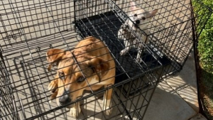Illustration : "Un refuge trouve 2 chiens abandonnés devant sa porte avec un mot déchirant de leur ancien propriétaire"