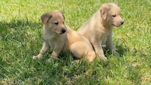 Illustration : "La promenade habituelle d’une jeune femme se transforme soudainement en mission de sauvetage de 2 adorables chiots abandonnés (vidéo)"