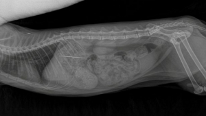 Illustration : "Le choix risqué des vétérinaires tentant d’enlever une aiguille à coudre de l’estomac d’une chatte sans l’opérer"