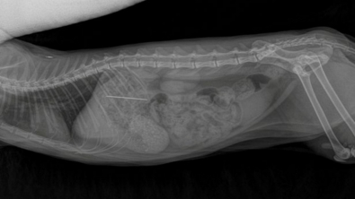 Illustration : Le choix risqué des vétérinaires tentant d’enlever une aiguille à coudre de l’estomac d’une chatte sans l’opérer