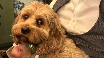 Illustration : Un chien prisonnier d’un terrier durant 3 jours mobilise l’aide de sa maîtresse et de plusieurs professionnels 