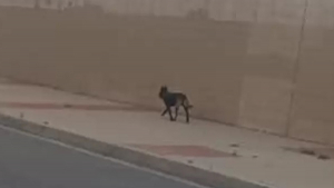 Illustration : "Alors qu’il errait au bord d'une autoroute, un chien a été secouru par une bénévole à qui il a donné toute sa confiance"