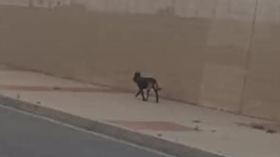 Illustration : Alors qu’il errait au bord d'une autoroute, un chien a été secouru par une bénévole à qui il a donné toute sa confiance