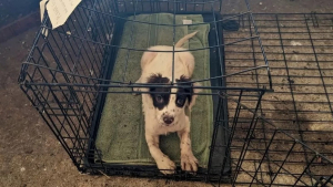 Illustration : "Abandonné dans sa cage sur le bord d’une route, ce chien formule le vœu de trouver un jour une famille"