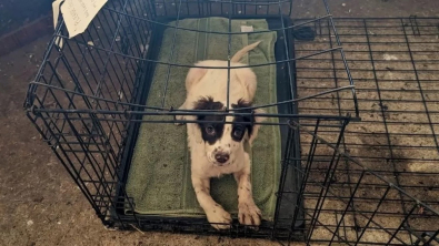 Illustration : Abandonné dans sa cage sur le bord d’une route, ce chien formule le vœu de trouver un jour une famille