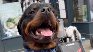 Illustration : "En raison de sa race, un Rottweiler est privé d’eau dans un café alors qu’il mourrait de soif (vidéo)"