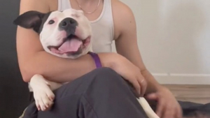 Illustration : "Une adoptante partage son quotidien avec sa chienne qu’elle a sauvée sans le savoir de l’euthanasie (vidéo)"