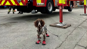 Illustration : "Experte en incendies criminels chez les pompiers, cette chienne impressionne toute son équipe au quotidien"