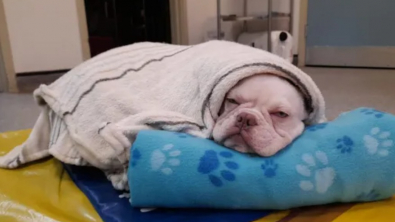 Illustration : Un jeune Bouledogue mal en point et souffrant comprend qu’il est entre de bonnes mains avec ses sauveteurs