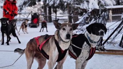 Illustration : "Expérience Montagne : partez pour un voyage hors du temps dans les plus beaux décors de Laponie en compagnie de mushers expérimentés"