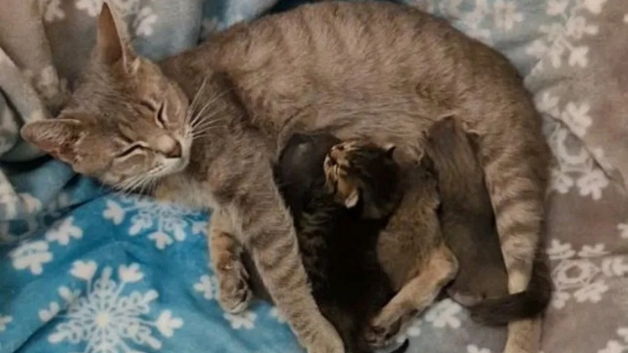 Illustration : Après avoir donné naissance à ses chatons dans des conditions insalubres, une chatte reprend espoir grâce à l’intervention d’un refuge local