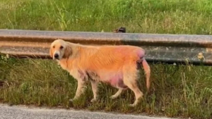 Illustration : "Au volant de sa voiture, une bénévole fait la rencontre d’une chienne très mal en point et décide de mettre fin à son calvaire"