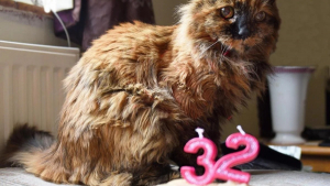 Illustration : "Du haut de ses 32 ans, Rosie serait la chatte vivante la plus âgée du monde"