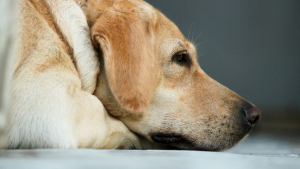 Illustration : "Après une mésaventure inquiétante avec son chien, une propriétaire tire la sonnette d’alarme sur les huiles essentielles"