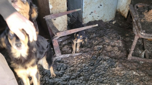 Illustration : "Retrouvés dans le logement insalubre d’un propriétaire dépassé, 9 chiens ont bénéficié de la détermination d’un duo d’enquêtrices de la SPA"