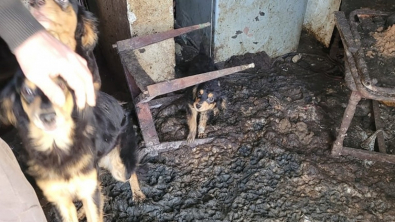 Illustration : Retrouvés dans le logement insalubre d’un propriétaire dépassé, 9 chiens ont bénéficié de la détermination d’un duo d’enquêtrices de la SPA