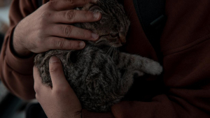 Illustration : "En secourant un chat errant, un couple lui permet de retrouver sa famille qui était à sa recherche depuis 9 ans"