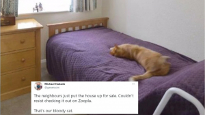 Illustration : "En consultant par hasard une annonce immobilière, un homme reconnaît son chat sur les photos"