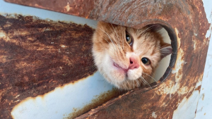 Illustration : "Plusieurs ouvriers d’un chantier se mobilisent pour venir au secours d’un chat prisonnier d’une benne à ordures"