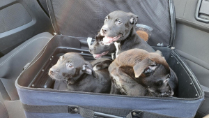 Illustration : "Au volant de sa voiture, un homme repère une valise en mouvement et fait la rencontre de 4 chiots"