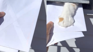 Illustration : "Ce chat s’applique quotidiennement à taquiner un facteur en l’empêchant de délivrer le courrier (vidéo)"