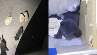 Illustration : À l’arrivée d’un avion de marchandises, un homme découvre étonné dans la soute la présence de 4 chatons