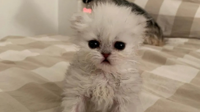 Illustration : Victime d’un accident domestique, ce chaton a été pris en charge par une vétérinaire compatissante engagée dans sa rémission (vidéo)