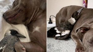 Illustration : "Une chienne se lie d’amitié avec une pie blessée et développe un instinct maternel touchant (vidéo)"