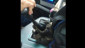 Illustration : "L’émouvante histoire d’un chaton abandonné devenu copilote investi d’un chauffeur de bus (vidéo)"