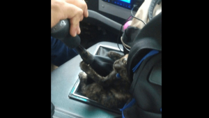 Illustration : "L’émouvante histoire d’un chaton abandonné devenu copilote investi d’un chauffeur de bus (vidéo)"